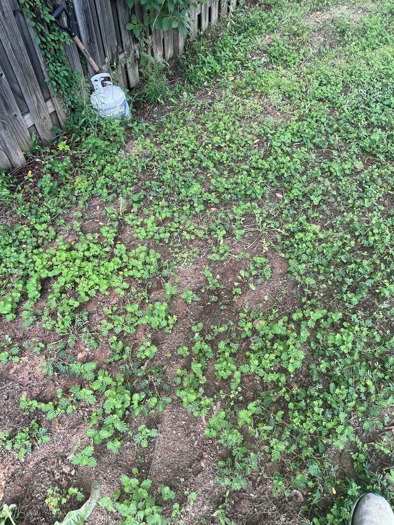 Use mulch in beds and maintain competitive turf