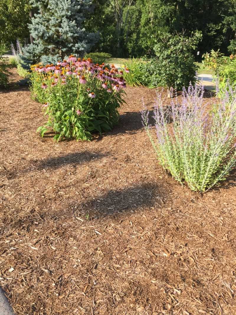Use mulch to reduce emergence, not to promise a weed-free bed