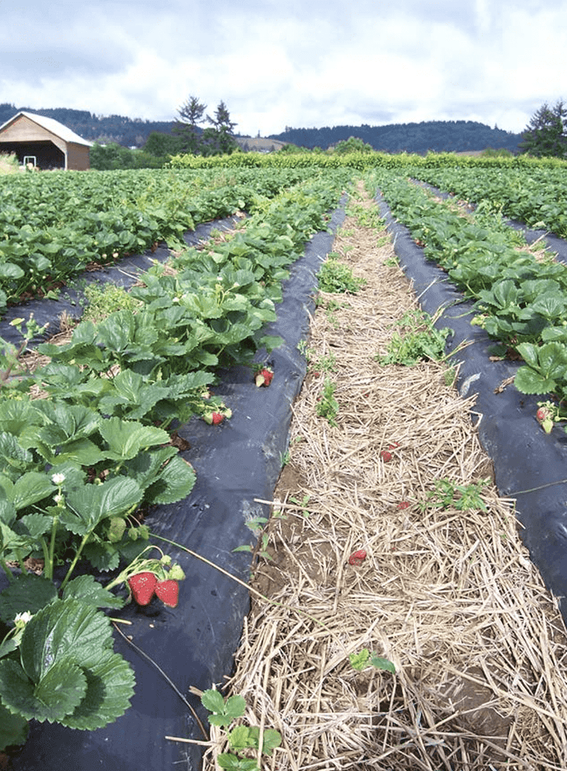 Use mulch to reduce risk, not guarantee a crop Use mulch to reduce risk, not guarantee a crop