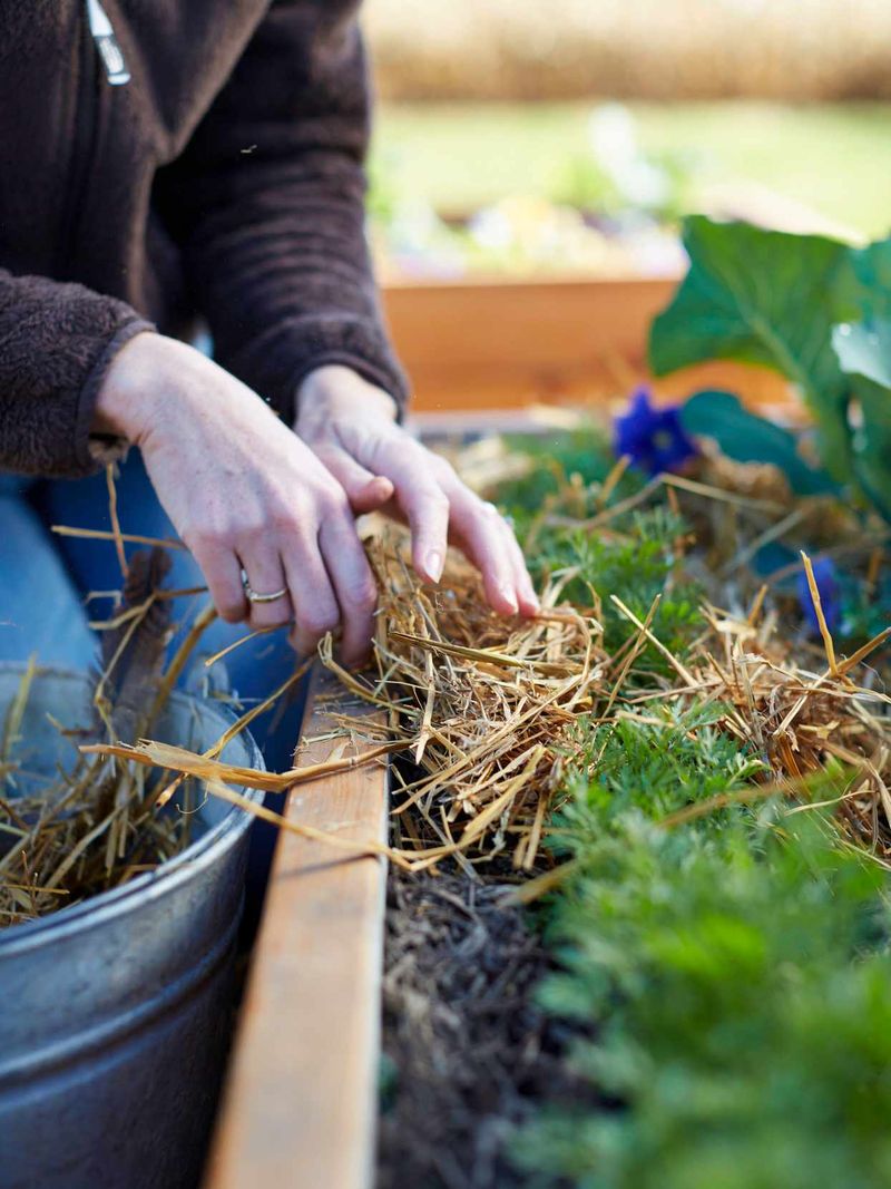 Use mulch to slow moisture loss at the surface Use mulch to slow moisture loss at the surface