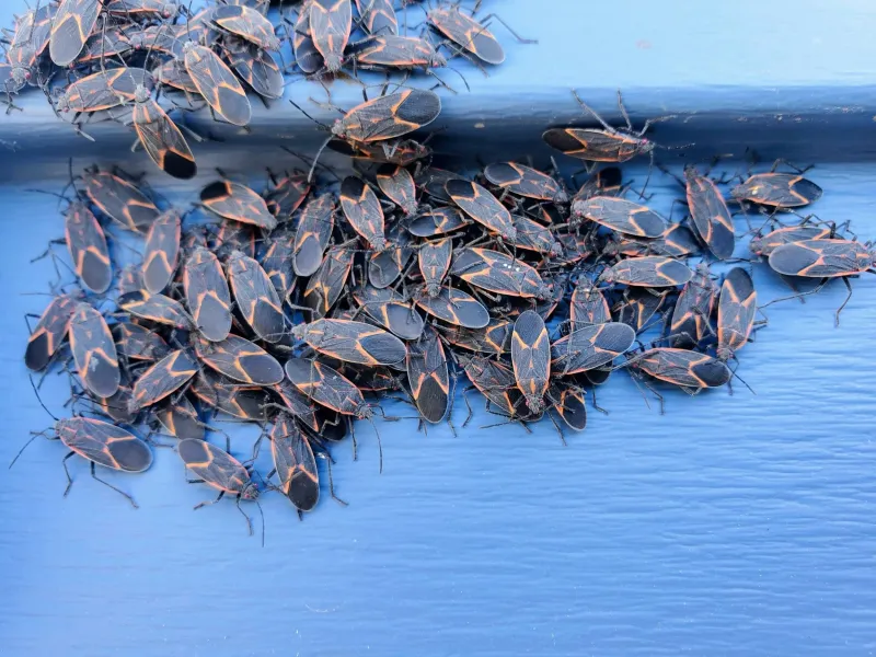 Use outdoor cleanup for limited, temporary relief