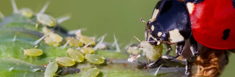 Use pesticides only when nonchemical methods are inadequate
