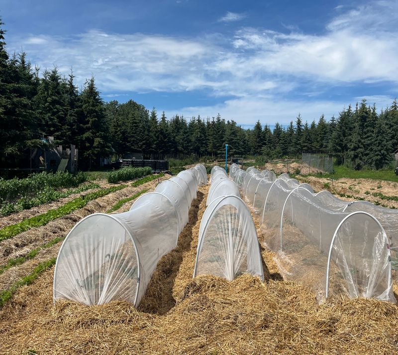Use row covers with timing and tradeoffs in mind