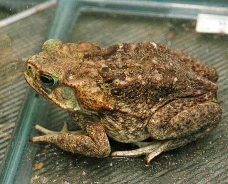 Use several features to identify an adult cane toad
