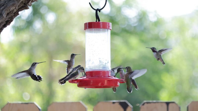 Use shade and spacing to improve feeder access