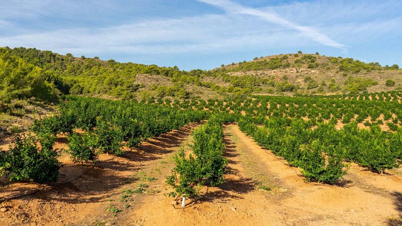 Use soil conditions—not the calendar—to decide when to water