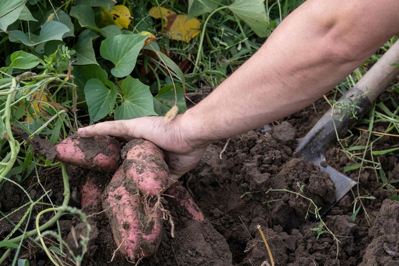 Use soil temperature and root size to choose when to dig