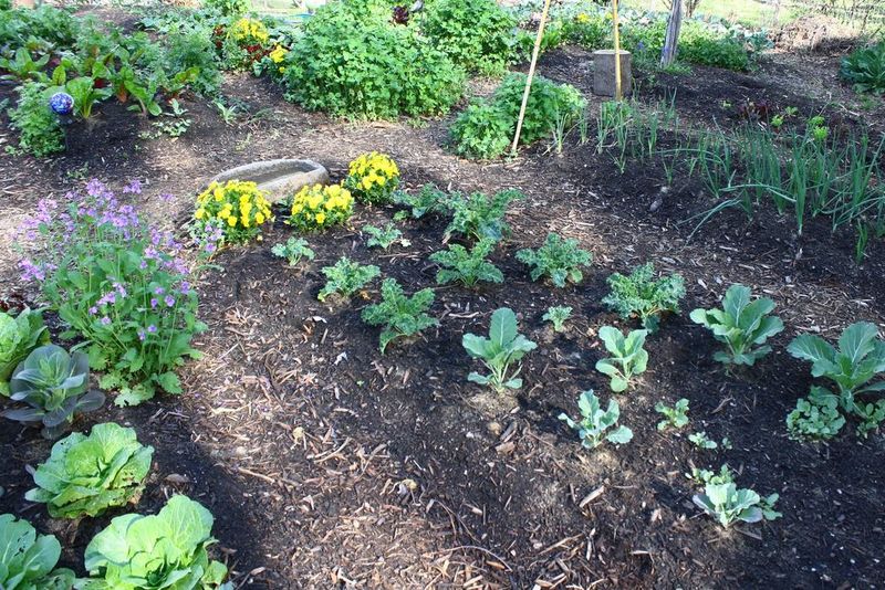 Use soil tests and local guidance to plan fertilizer Use soil tests and local guidance to plan fertilizer