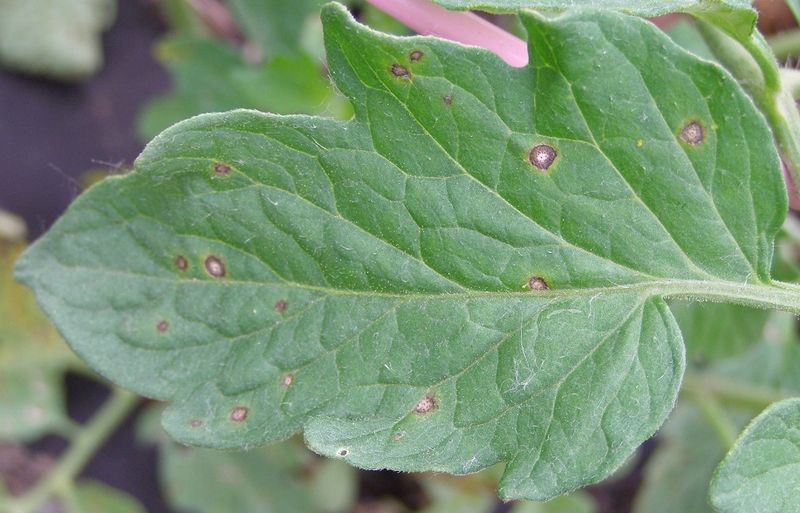 Use spots as clues to possible leaf disease Use spots as clues to possible leaf disease