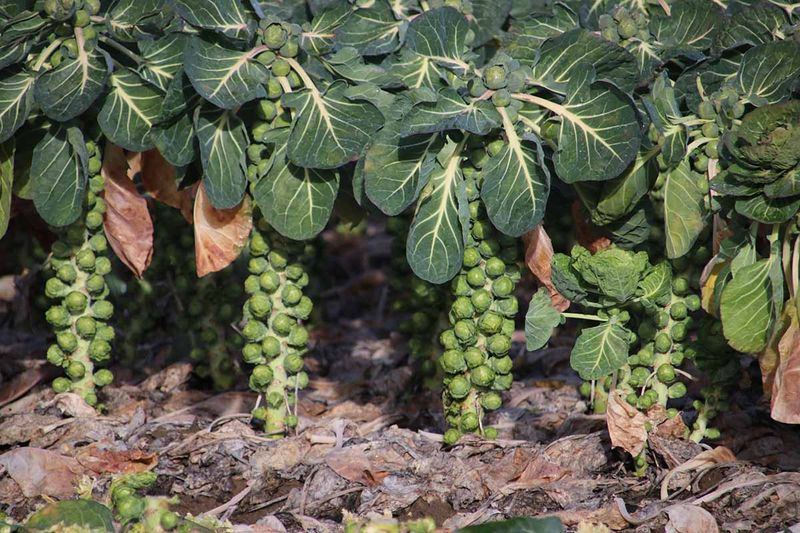 Use sprout development and harvest timing as cues