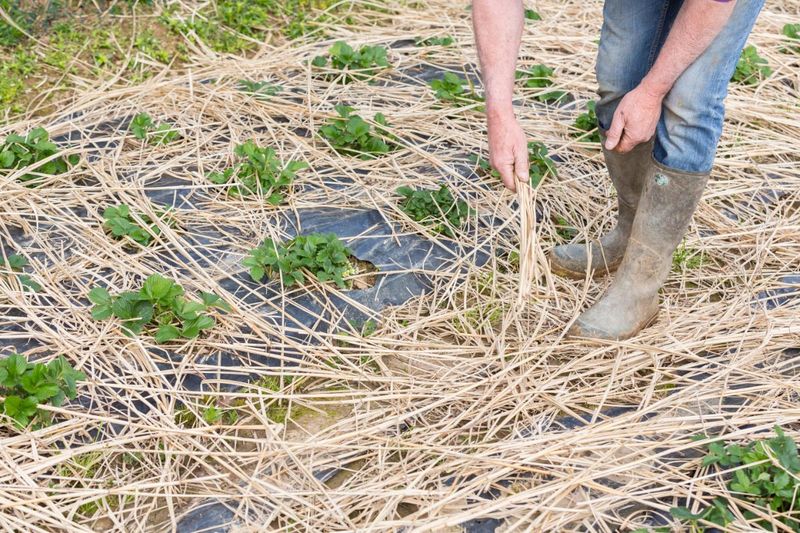 Use straw selectively on established perennial beds