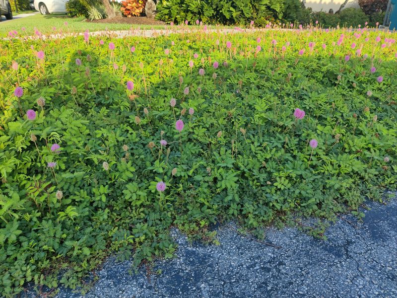 Use sunshine mimosa as a targeted mulch alternative