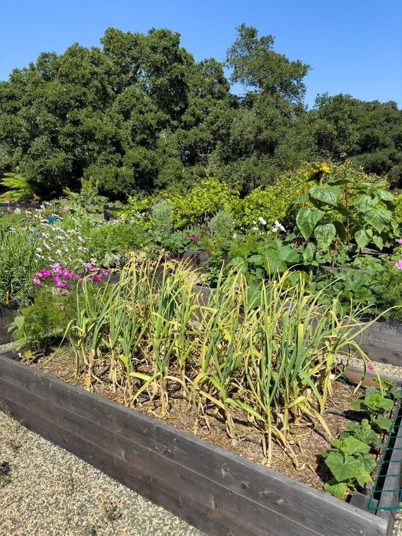 Use the leaves to judge harvest readiness Use the leaves to judge harvest readiness