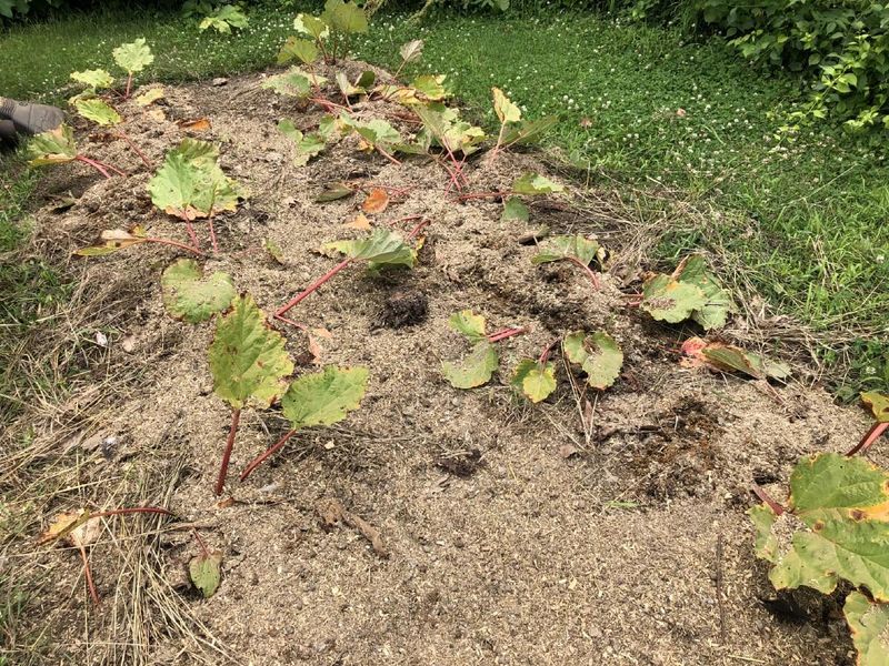 Use the plant’s condition as your cleanup cue