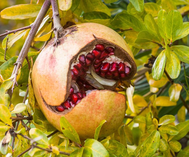 Use the soil, forecast, and fruit together