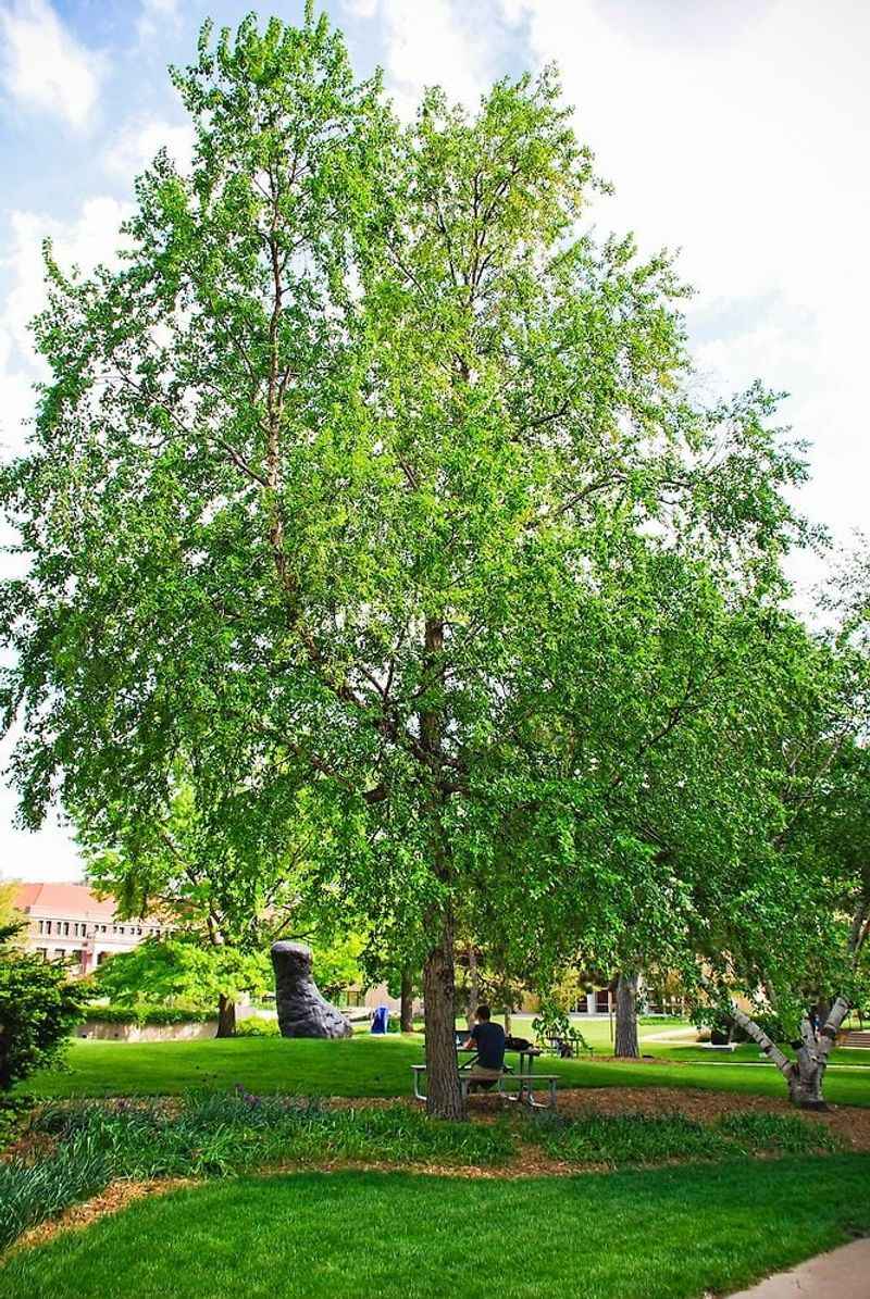 Use the whole tree—not its curls—to decide what to do