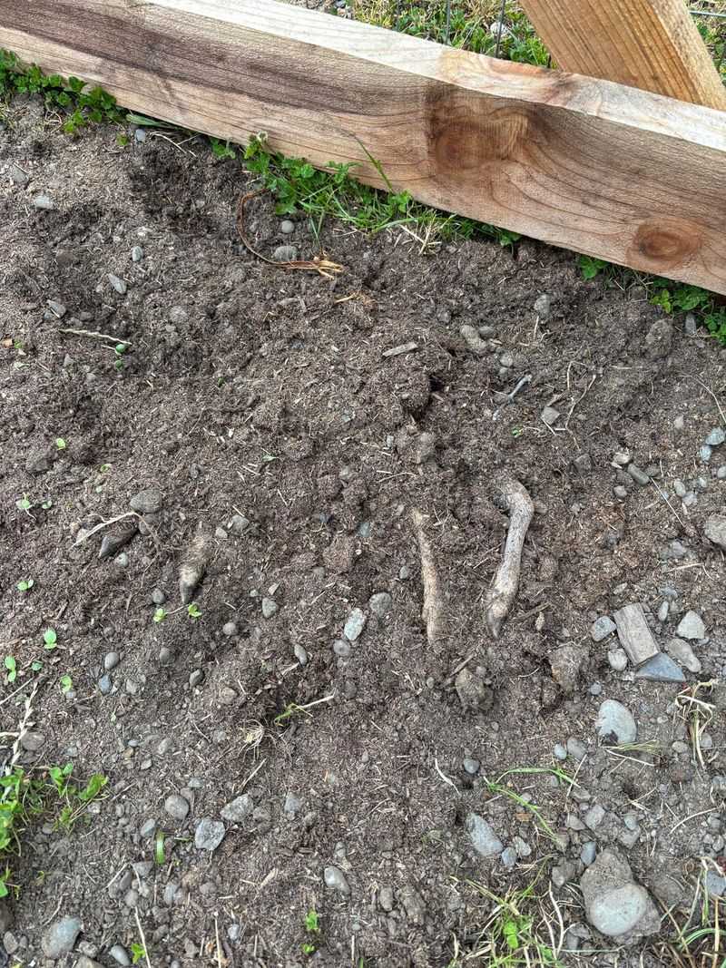 Use tracks, feeding signs, or a camera to investigate