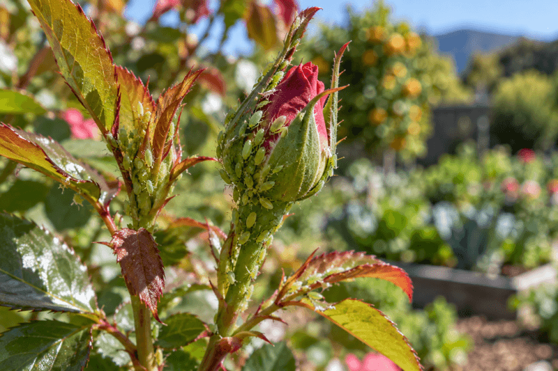 Use water and leaf removal to knock back a small colony Use water and leaf removal to knock back a small colony