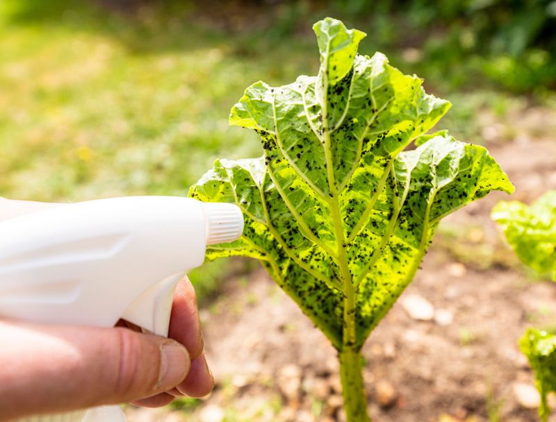 Use water to dislodge aphids from leaves and stems