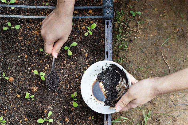 Used Coffee Grounds Used Coffee Grounds