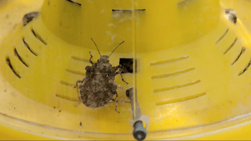Vacuum Indoor Bugs the Smart Way Vacuum Indoor Bugs the Smart Way