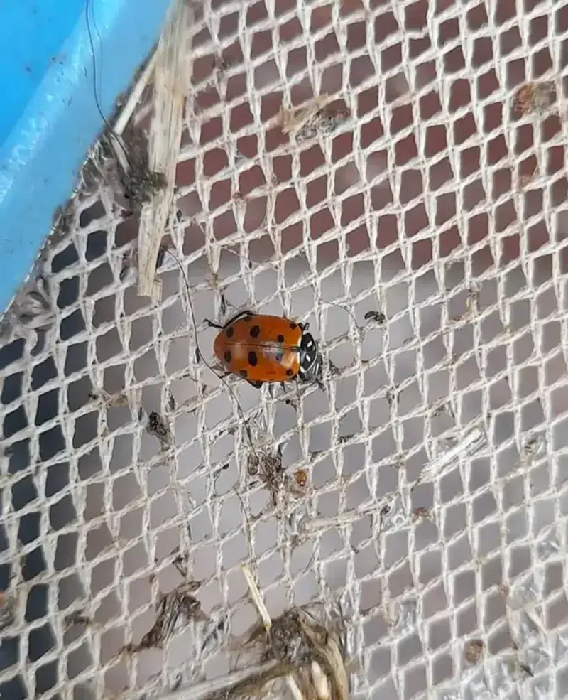 Vacuum beetles that have already made it inside