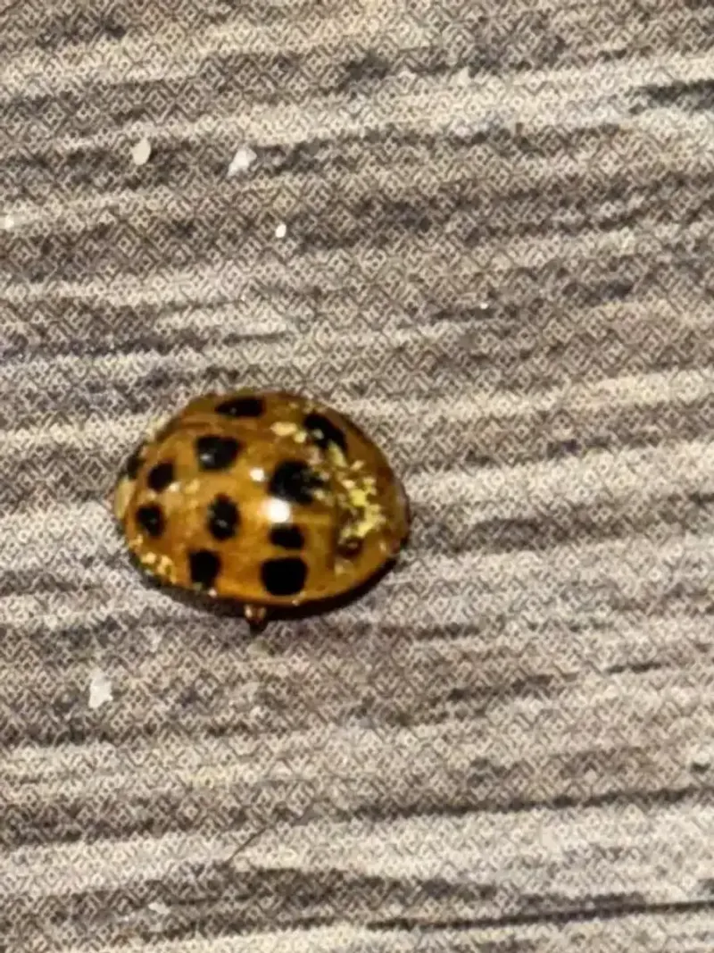 Vacuum indoor beetles carefully