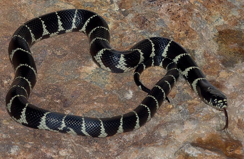 Value the kingsnake without relying on it Value the kingsnake without relying on it