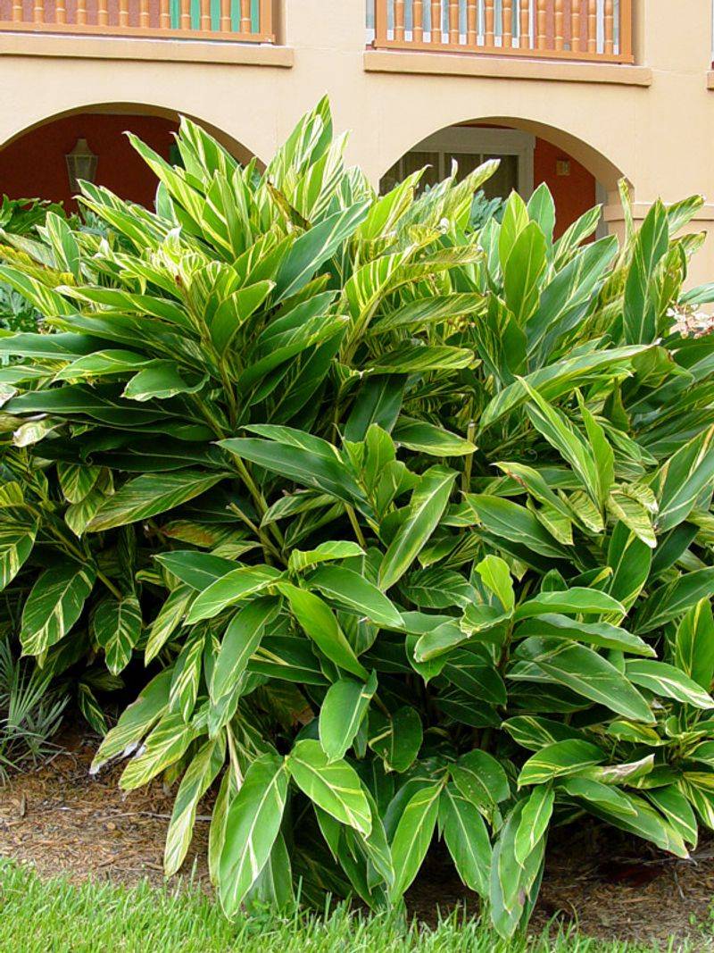 Variegated Shell Ginger Variegated Shell Ginger