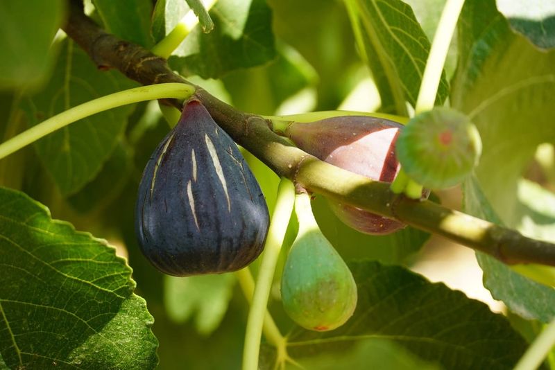 Variety and climate shape which crops ripen