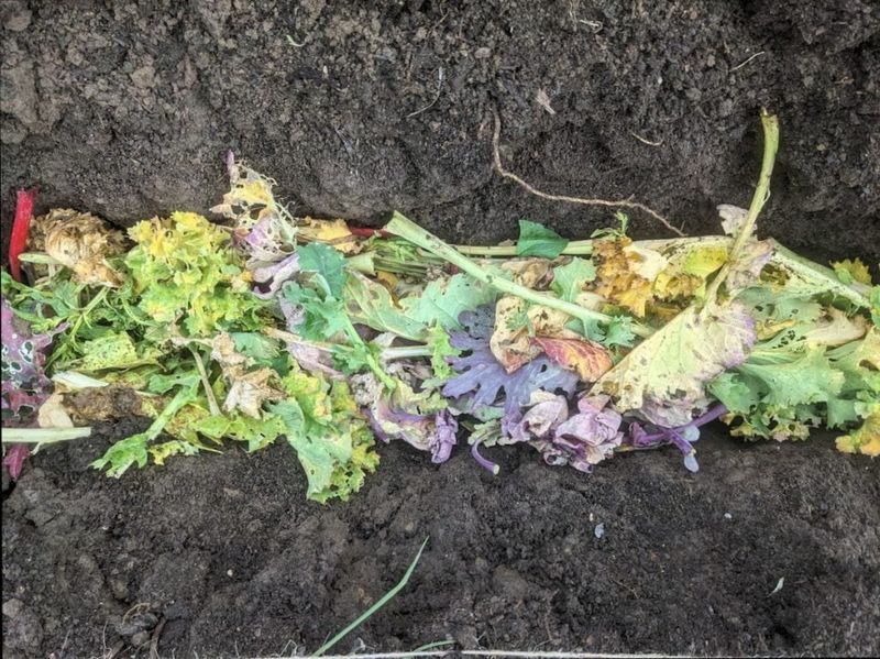 Vegetable Scraps