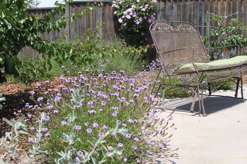 Verbena Lilacina 'De La Mina'