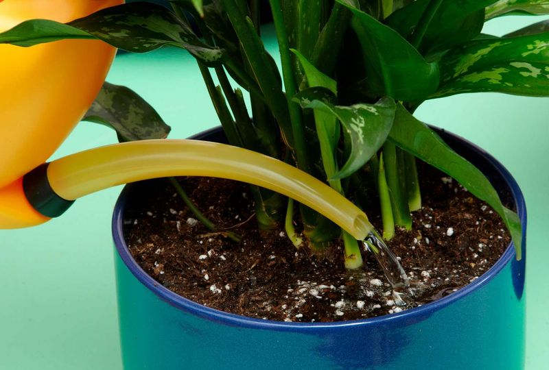 Very dry mix can let water bypass the roots