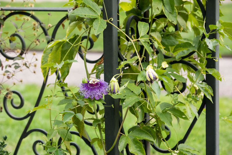 Vigorous growth does not guarantee a covered fence by fall