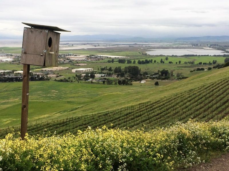 Vineyard research suggests potential, not a backyard forecast