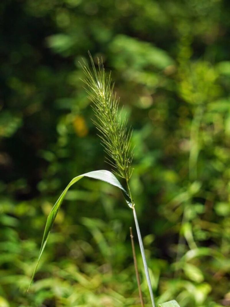 Virginia Wild Rye