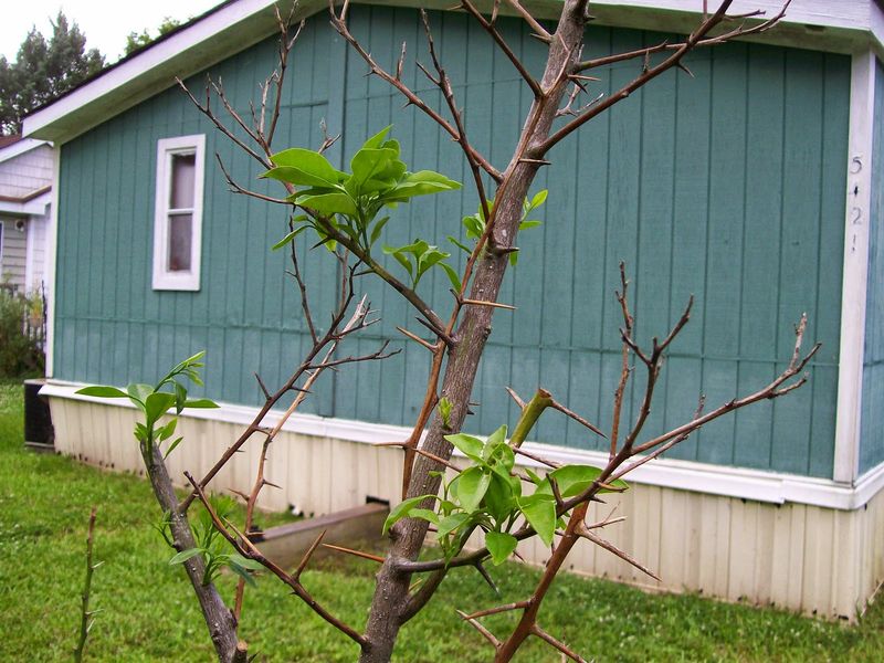 Wait Before Pruning Damage