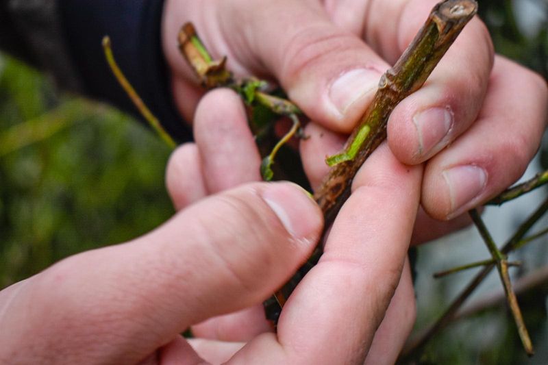 Wait for Evidence Before Pruning