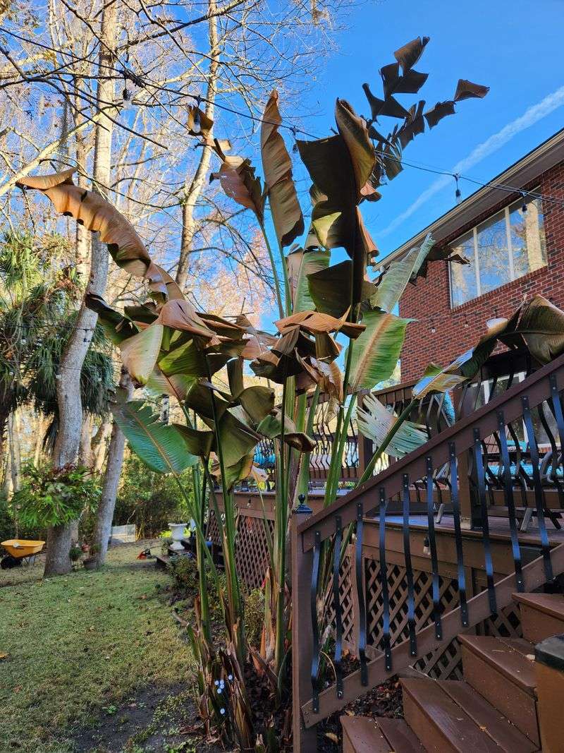 Wait for damage to become clear before pruning
