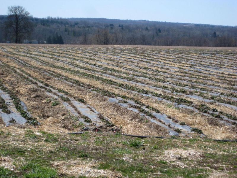 Wait for dormancy or sustained cold before mulching Wait for dormancy or sustained cold before mulching