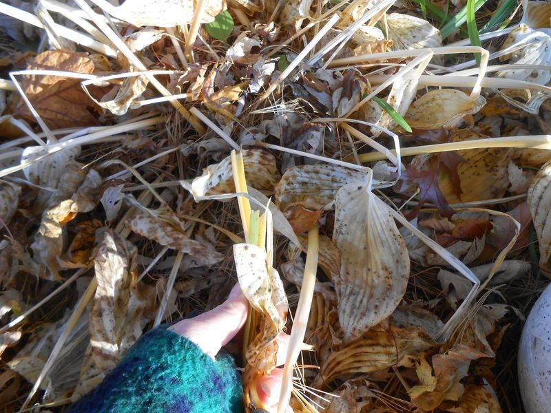 Wait for foliage to fade, then clean up spent leaves