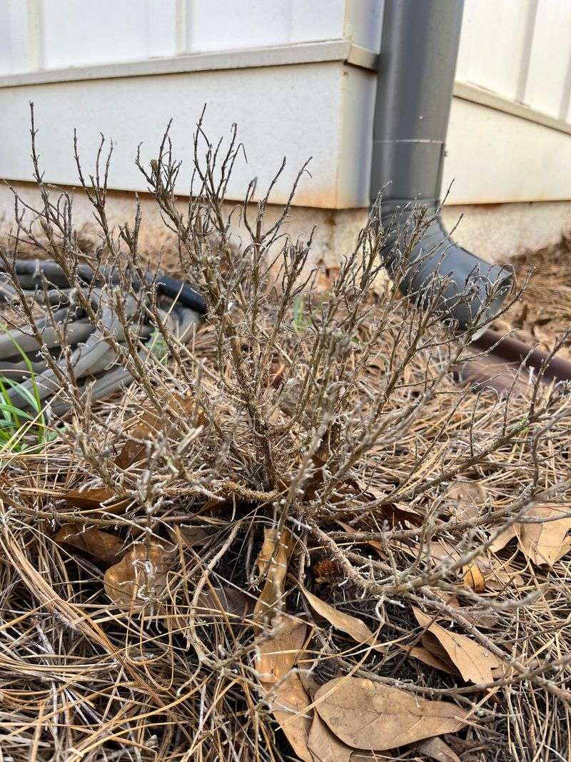 Wait for new growth before pruning Wait for new growth before pruning