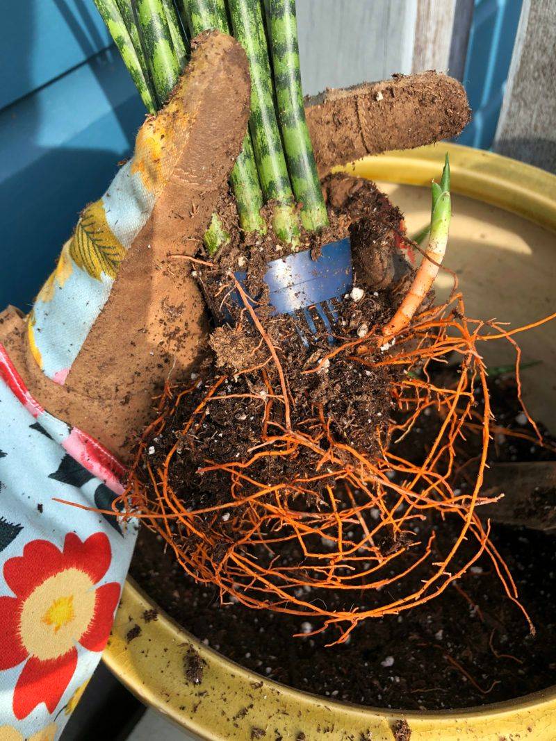 Wait for offsets with roots before dividing