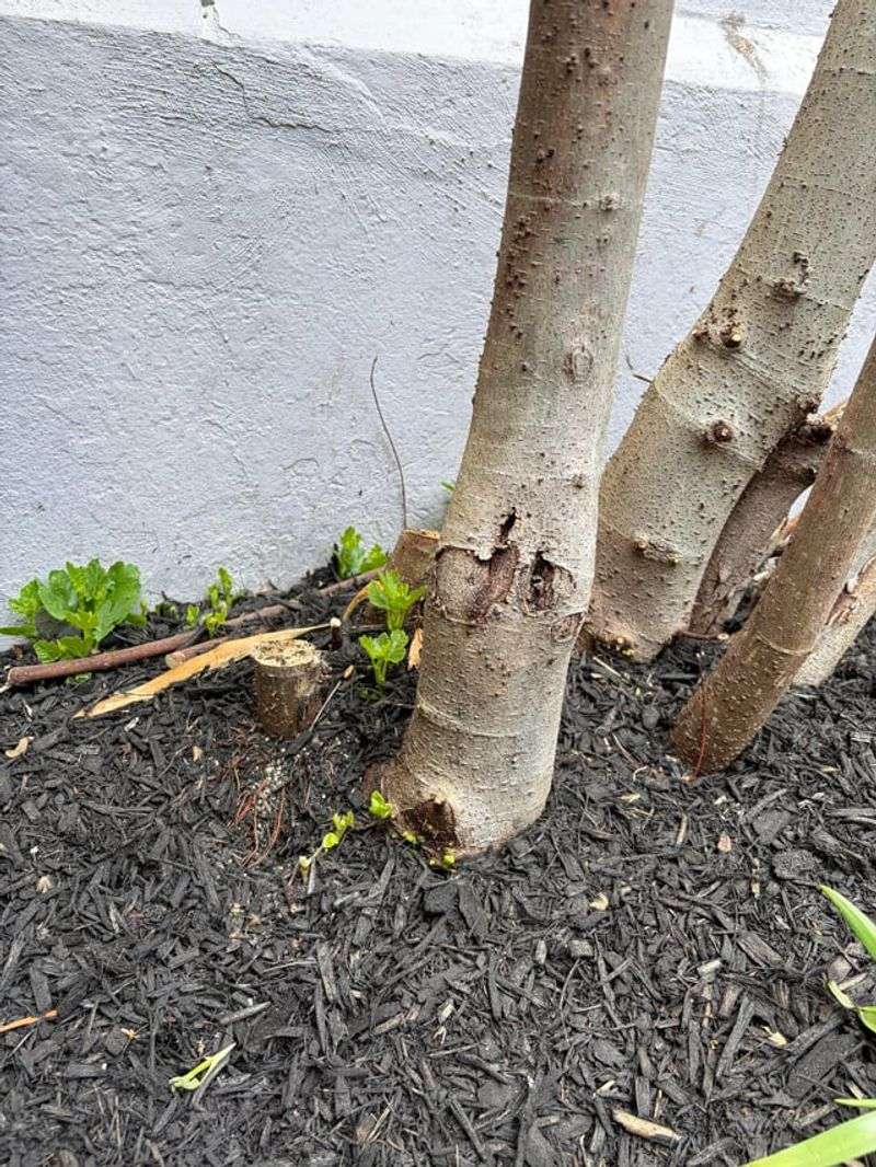 Wait for regrowth before deciding what to prune