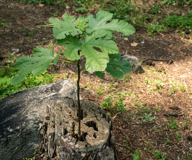 Wait for regrowth before pruning cold-damaged wood Wait for regrowth before pruning cold-damaged wood