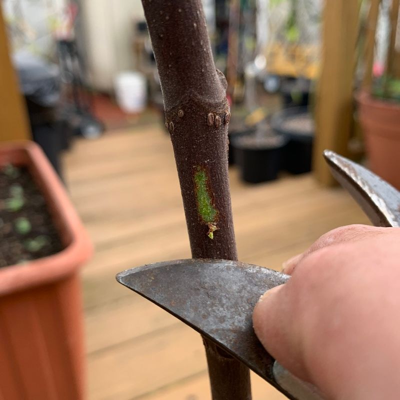 Wait for signs of life before removing winter-damaged stems Wait for signs of life before removing winter-damaged stems