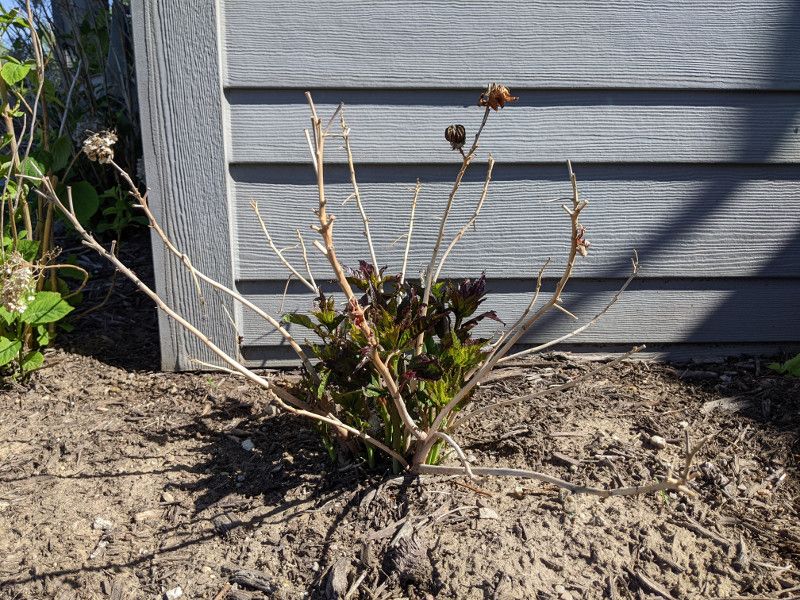 Wait for signs of recovery before pruning cold damage Wait for signs of recovery before pruning cold damage