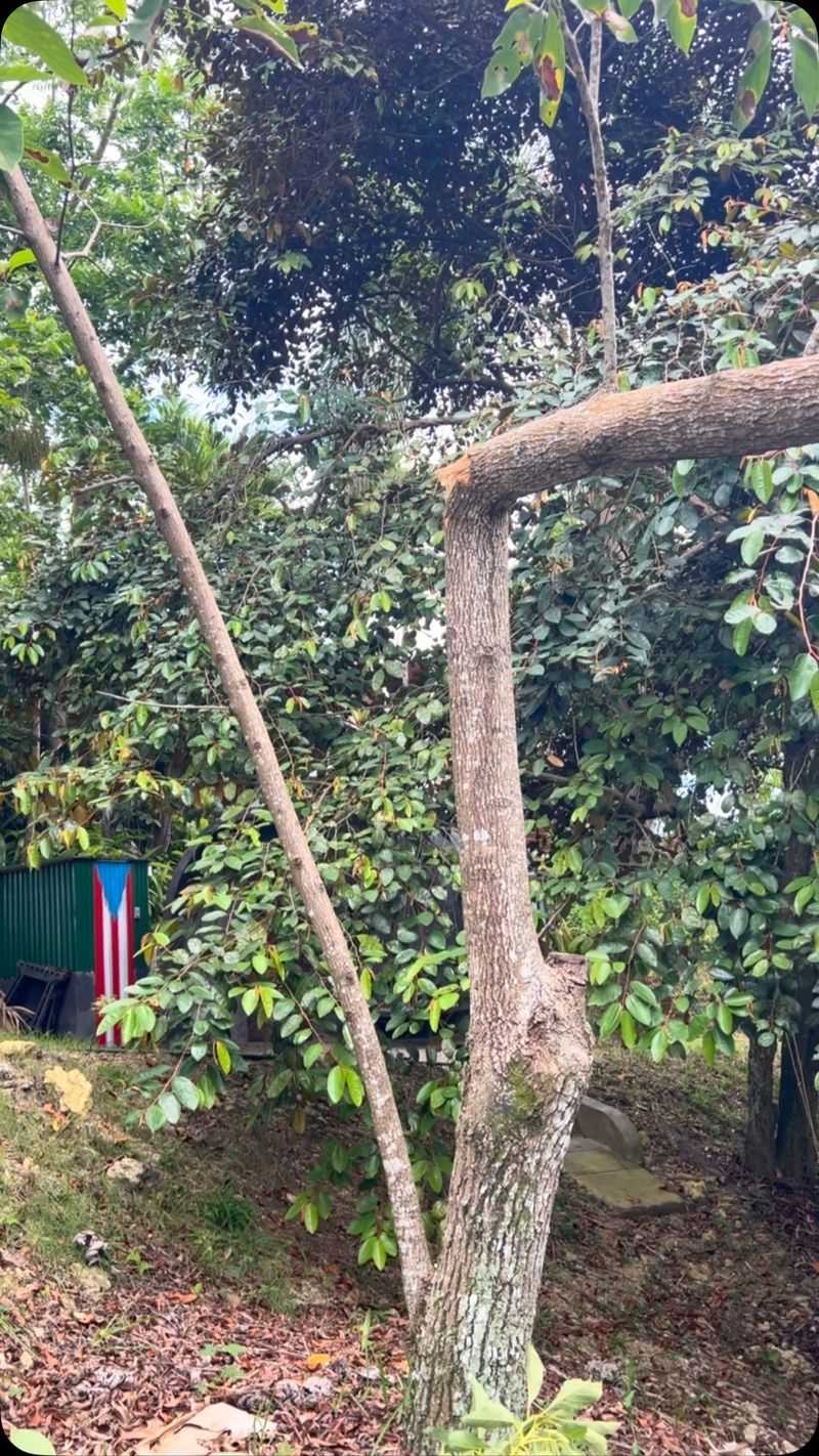 Wait for spring growth before pruning