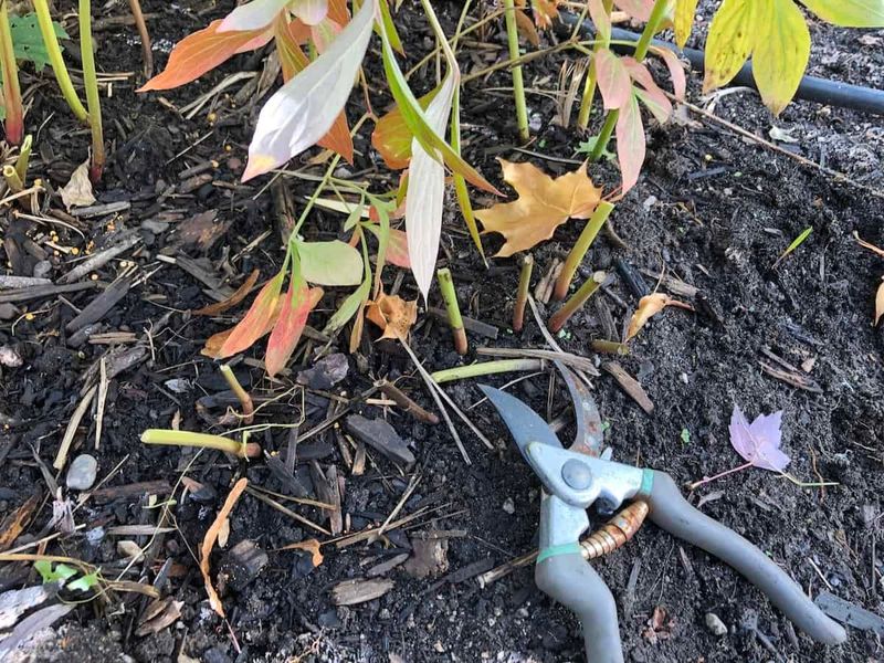 Wait for the foliage to decline
