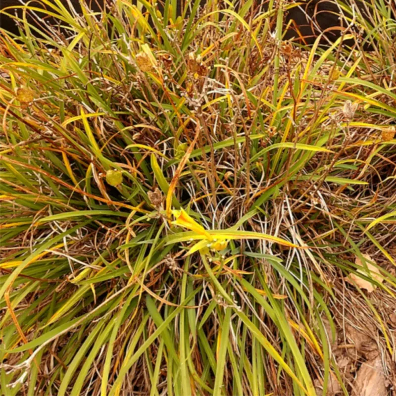 Wait for visible dieback before cutting dormant foliage
